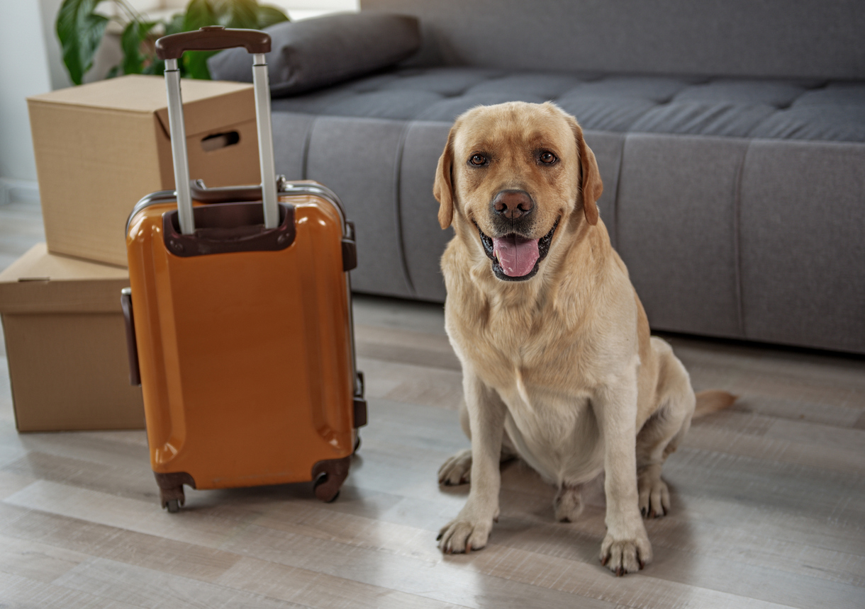 How to Prepare Pets for the Relocation