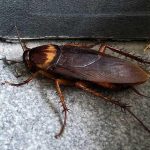 Cockroaches Extermination Toronto