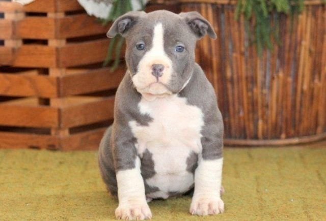 pitbull puppies for sale