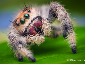 5 Cheap and Best Spider Killer Products in The Market