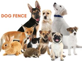 gps dog fence