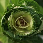 Asturian tree cabbage seeds